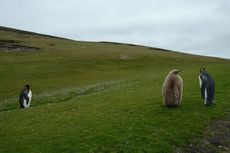 Königspinguin (7 von 84).jpg